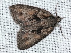 Microdes melanocausta