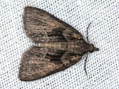 Microdes melanocausta