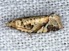 Euphona euphona