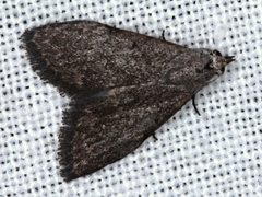 Nola pleurosema