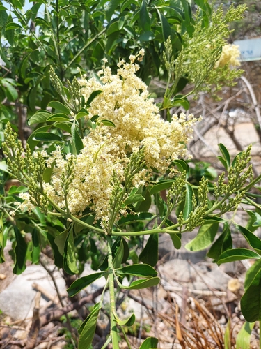 Esenbeckia berlandieri, photograph 3