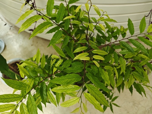 Chieniodendron