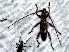 Coptocercus rubripes