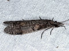 Triplectides similis