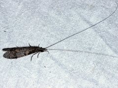 Triplectides similis