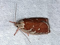 Euchaetis rhizobola