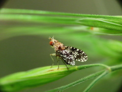 Trypetoptera punctulata