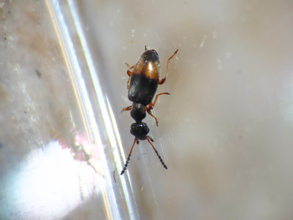 Microhoria fasciata