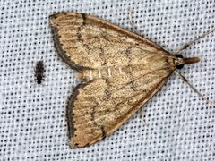 Metasia dicealis