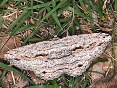 Scioglyptis chionomera