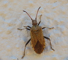 Anoplocerus elevatus
