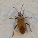 Anoplocerus elevatus - Photo (c) Emanuele Santarelli, some rights reserved (CC BY-SA), uploaded by Emanuele Santarelli