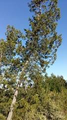 Mountain Pine (Widdringtonia nodiflora)
