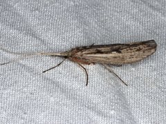 Kosrheithrus tillyardi