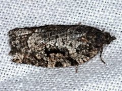 Thrincophora signigerana