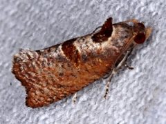 Glyphidoptera insignana