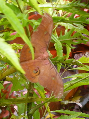 Antheraea helferi