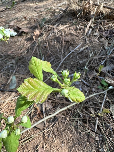 Nixon's hawthorn (Crataegus nananixonii)