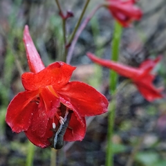 Delphinium cardinale