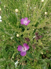 Agrostemma githago