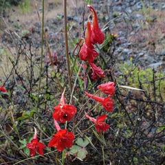 Delphinium cardinale