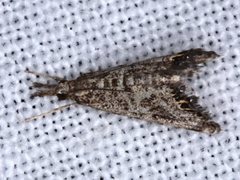 Glaucocharis dilatella