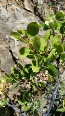 Arctostaphylos patula