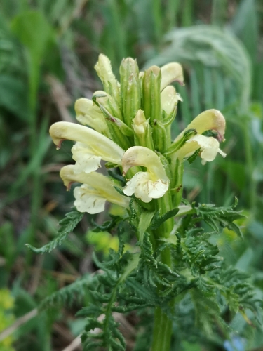 všivec chochlatý (Pedicularis comosa)