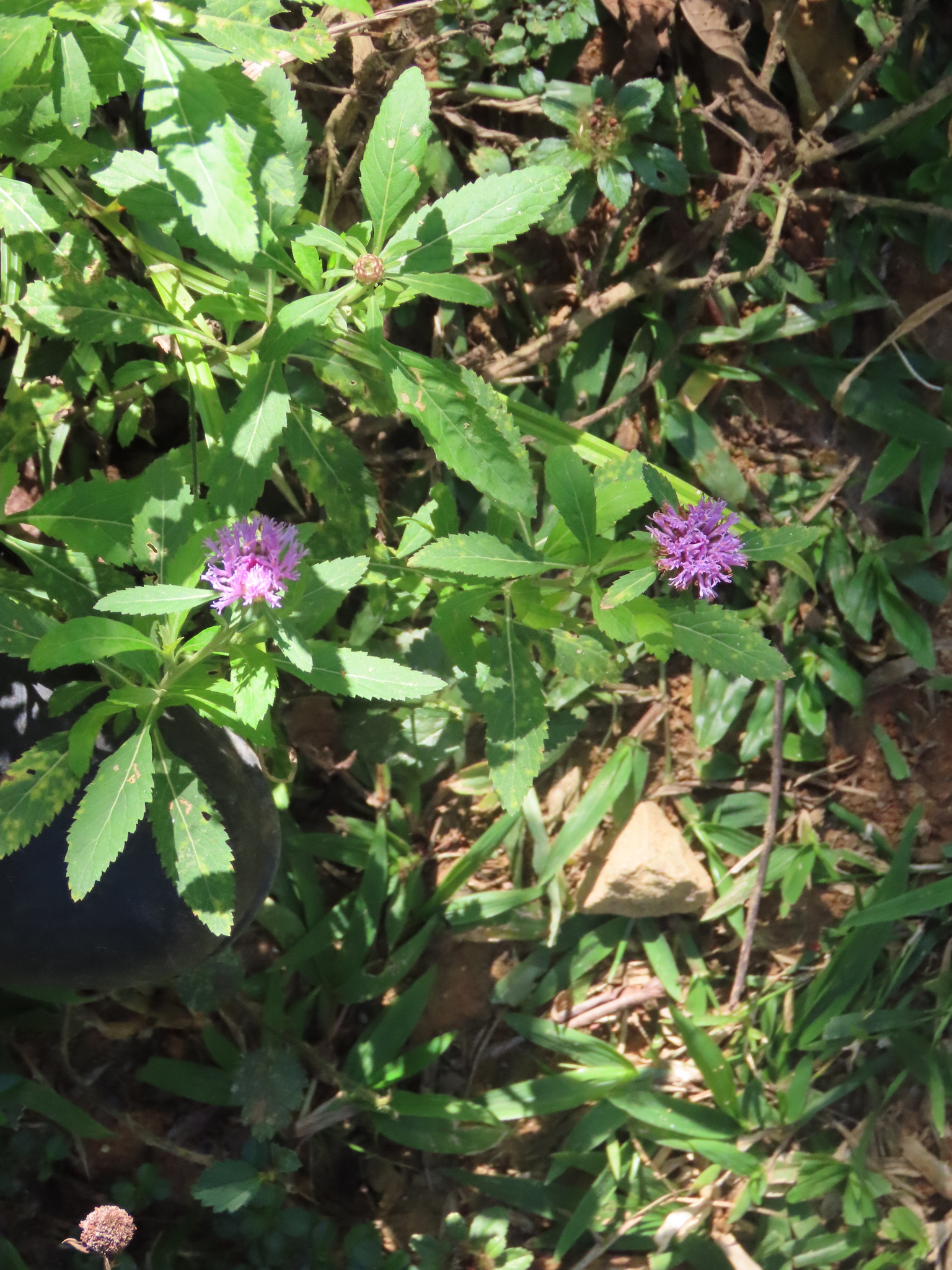 Centratherum punctatum