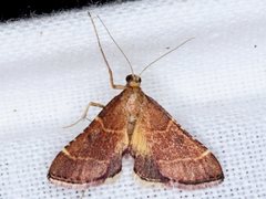 Persicoptera aglaopa