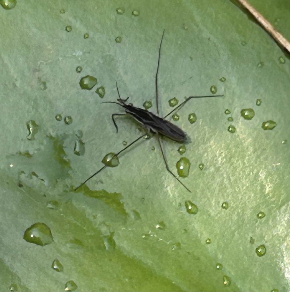 Gerris from Ohio Ave, Villas, NJ, US on June 16, 2024 at 0253 PM by