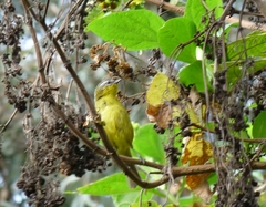 Thlypopsis superciliaris