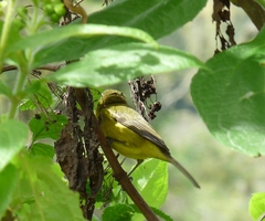Thlypopsis superciliaris