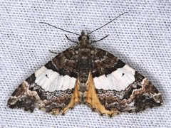 Chrysolarentia phaedra