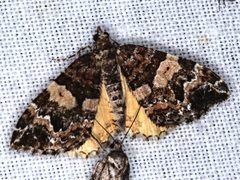 Chrysolarentia phaedra