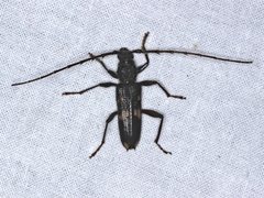 Phoracantha punctata