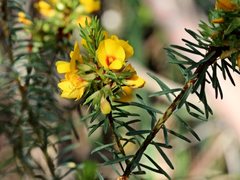 Pultenaea weindorferi