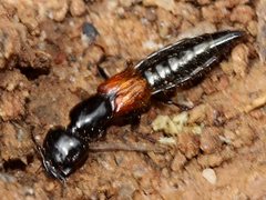 Thyreocephalus