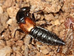 Thyreocephalus