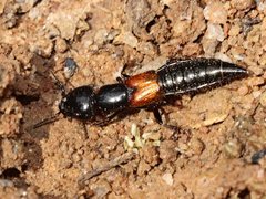 Thyreocephalus