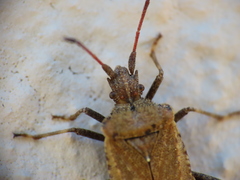 Anoplocerus elevatus