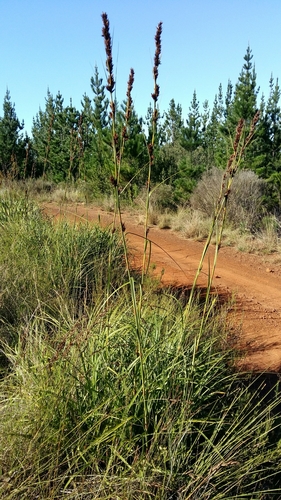 Massive Tetrar (Tetraria robusta)