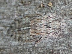 Ledromorpha planirostris