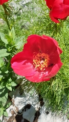 Paeonia tenuifolia