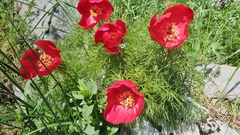 Paeonia tenuifolia