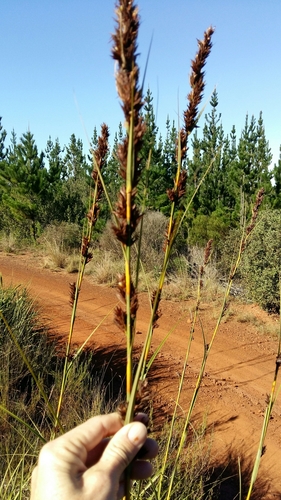 Image of Tetraria robusta by (c) Karen Eichholz, some rights reserved (CC BY)