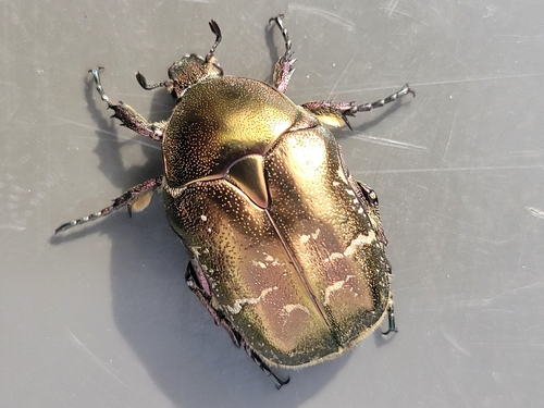 Northern Rose Chafer