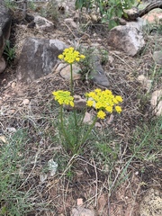 Cymopterus lemmonii