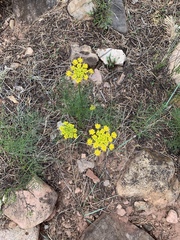 Cymopterus lemmonii