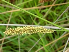 Carex tereticaulis